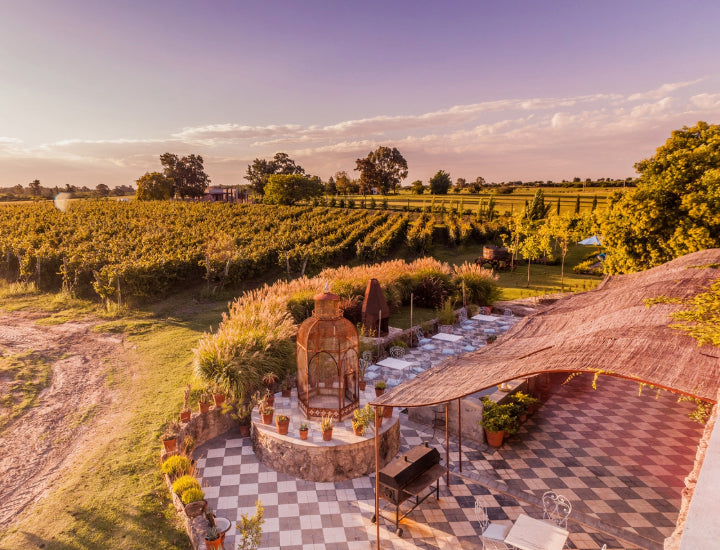 Vineyard at golden hour